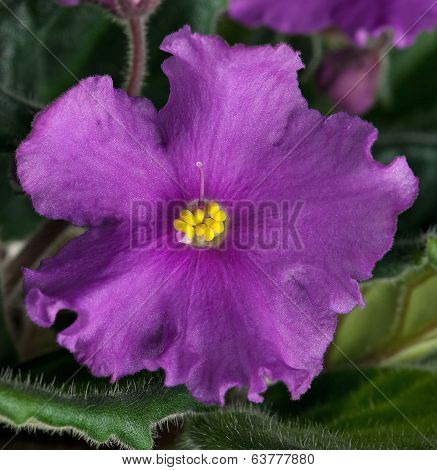 Violet Flower