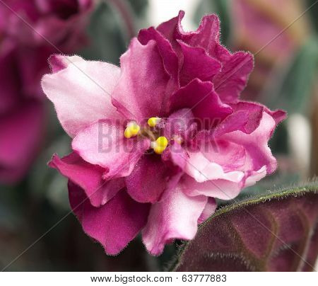 Violet Flower