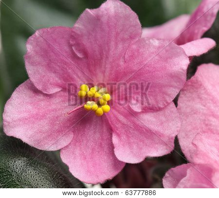 Violet Flower