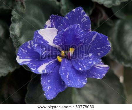 Violet Flower