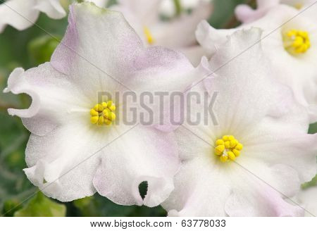 Violet Flowers