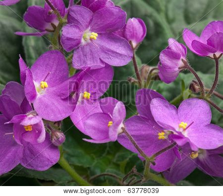 Violet Flowers