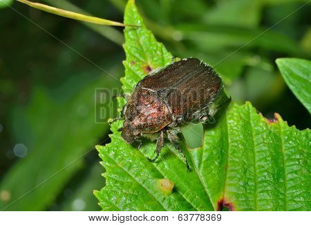 Beetle (cetonia)
