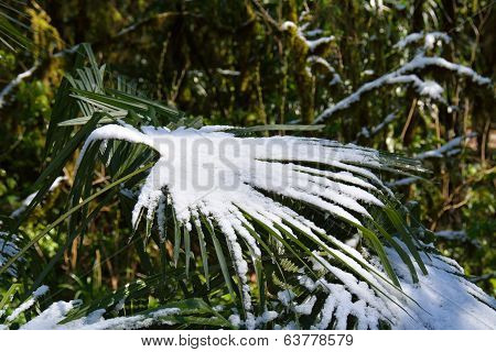 Snow On The Palm