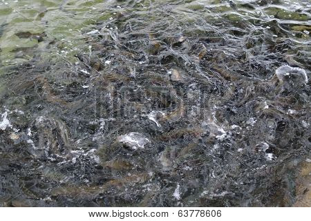 Feeding Fish