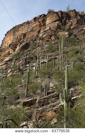 Canyon Cacti