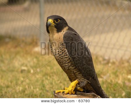 Falcon