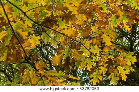 Maple Autum Colors