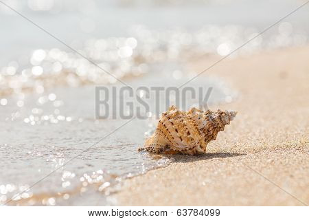 Shell on a sandy beach.