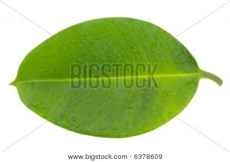 Vlhký list A Ficus Elastica