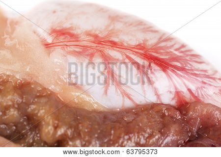 Close up of inside fish bowels.
