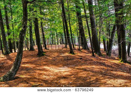 A Walk In The Woods