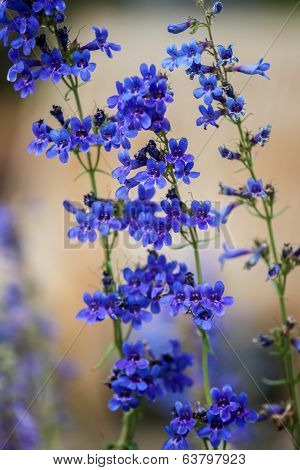 Penstemon Mensarum Tiger Beardtongue