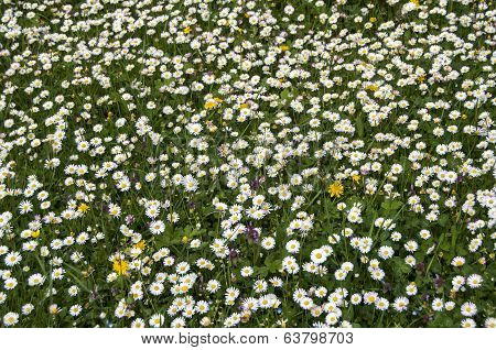Spring meadow with daisies