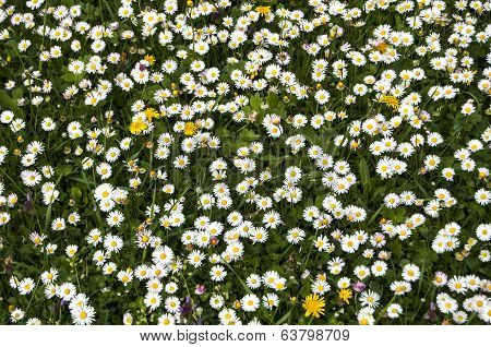 Spring meadow with daisies