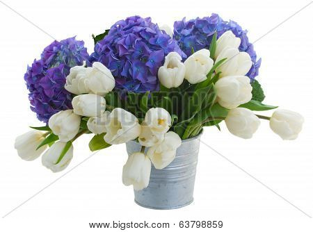 white tulips and blue hortensia flowers