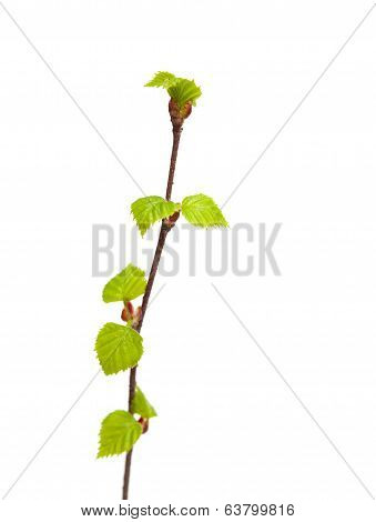 Siver Birch Young Leaves Isolated