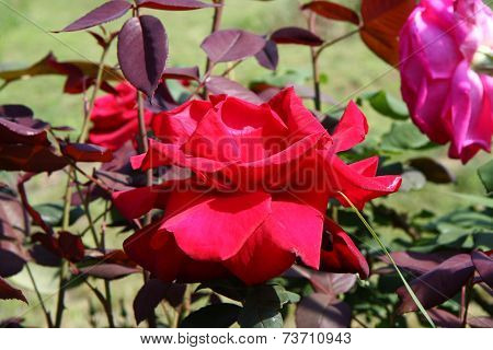 Red Rose