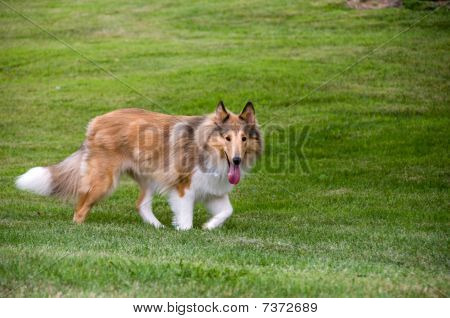 Border Collie andando na grama
