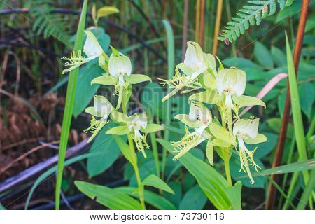 Wild Orchids In Nature