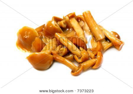 Svampe kantarel (Cantharellus Cibarius)