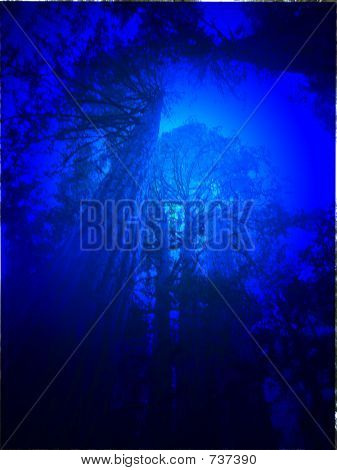 Bleu forêt