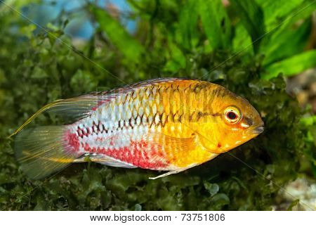 Apistogramma