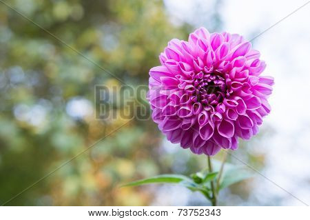 Pink Blossom