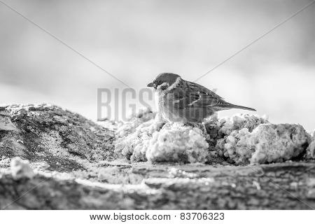 Little Bird Sitting On A Log