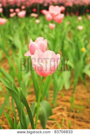 Close Up Of Pink Tulips