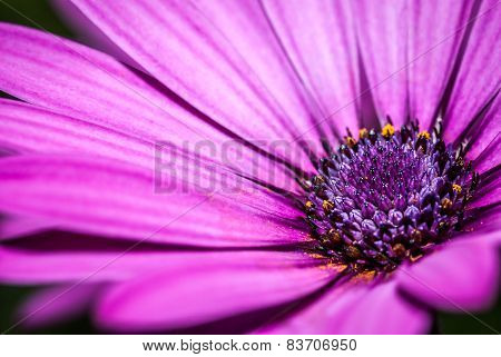 Purple flower detail of petals and pistils, extreme macro, background out of focus, isolated