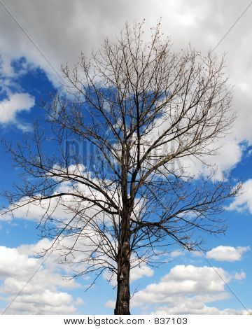 El árbol y el Sky4