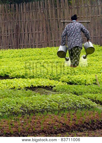 Vegetable Garden