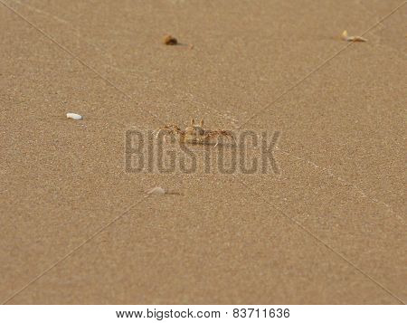 Ghost Crab