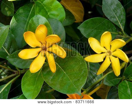 Flower Close Up