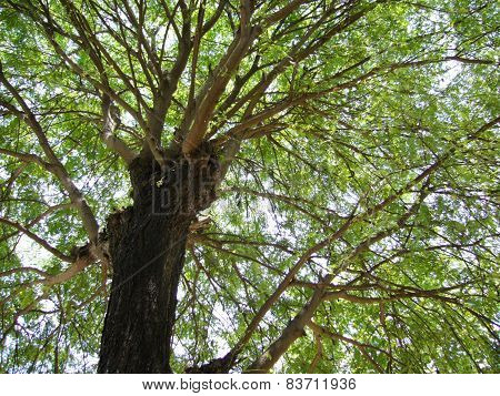 Big Tree