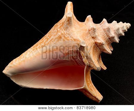 Seashell