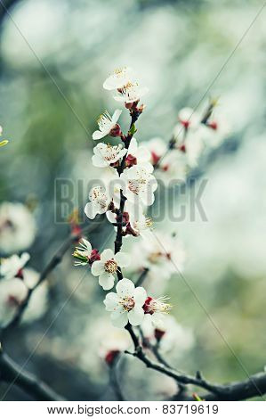 Apricot tree flower