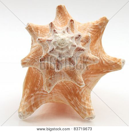 Seashell