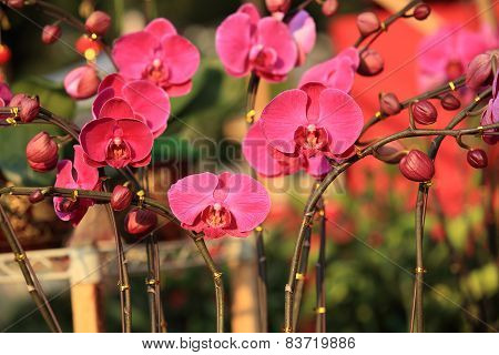 moth orchid