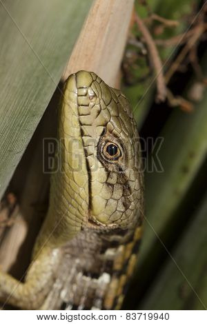Peeking Lizard