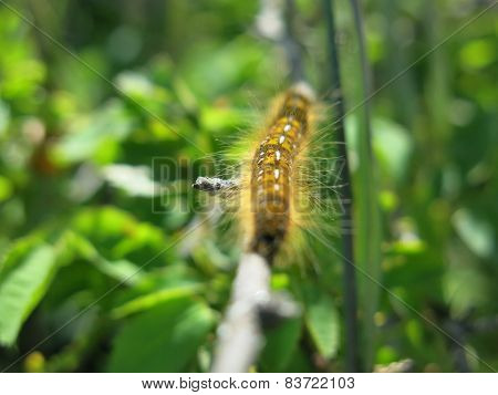 Caterpillar