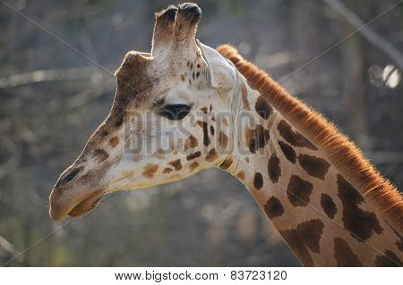 Girrafe Head From Side