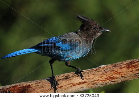 Stellers Jay (cyanocitta Stelleri) On A Perch