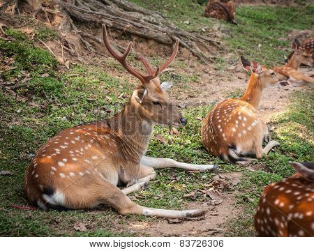 Herd Of Deer On The Lawn, Koh Samui, Thailand