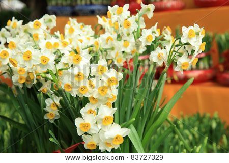 daffadilly flowers