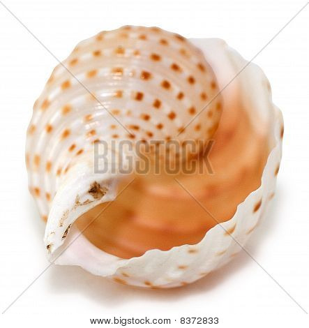 Shell