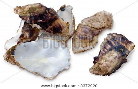 Oyster Shell