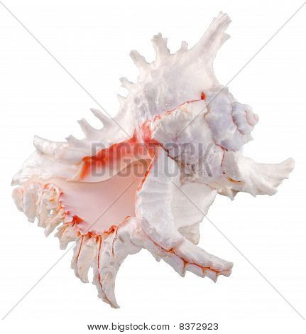 Shell