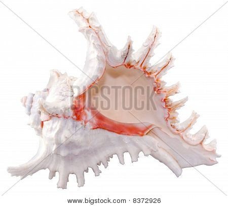 Shell